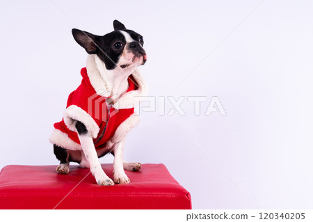 Portrait of a dog on a white dark background. Attentive Boston Terrier 120340205