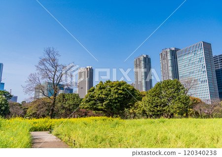 [東京]濱離宮恩賜庭園，東京的休憩空間，油菜花田中的摩天大樓 120340238