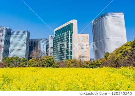 [東京]濱離宮恩賜庭園，東京的休憩空間，油菜花田中的摩天大樓 120340240