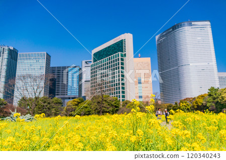 [Tokyo] Hama-rikyu Gardens, a tranquil space in Tokyo, with skyscrapers over a field of rapeseed flowers 120340243