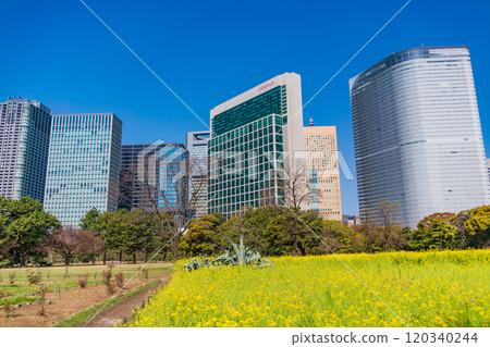[東京]濱離宮恩賜庭園，東京的休憩空間，油菜花田中的摩天大樓 120340244