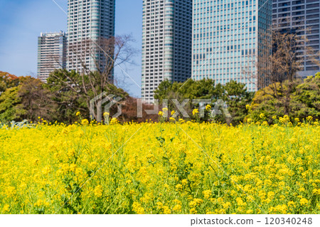 [東京]濱離宮恩賜庭園，東京的休憩空間，油菜花田中的摩天大樓 120340248
