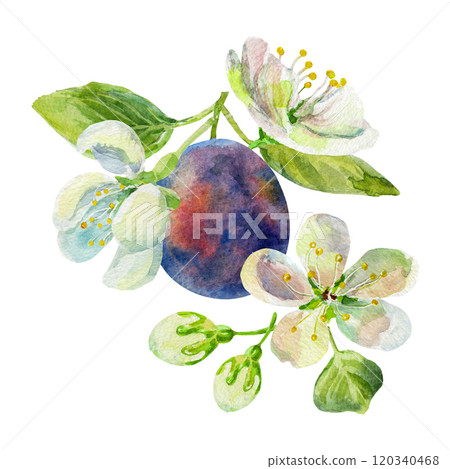 The plums branch with leaves and flowers on an isolated on a white background. Realistic illustration with watercolor hand drawn. Would look great on fabric, kitchen towels or food packaging 120340468