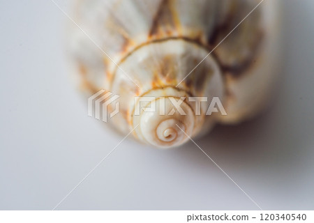 Background of a seashell surface extreme macro image Background of a seashell surface extreme macro image 120340540