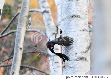 飛翔的黑啄木鳥 120340667