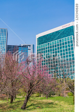 [Tokyo] Hama-rikyu Gardens, a tranquil space in Tokyo - Skyscrapers over peach blossoms 120340689