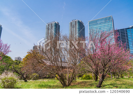 [Tokyo] Hama-rikyu Gardens, a tranquil space in Tokyo - Skyscrapers over peach blossoms 120340690