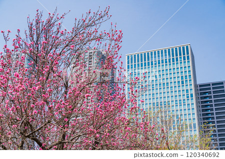 [Tokyo] Hama-rikyu Gardens, a tranquil space in Tokyo - Skyscrapers over peach blossoms 120340692