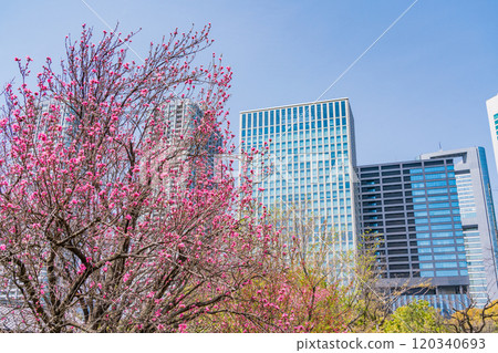 [Tokyo] Hama-rikyu Gardens, a tranquil space in Tokyo - Skyscrapers over peach blossoms 120340693