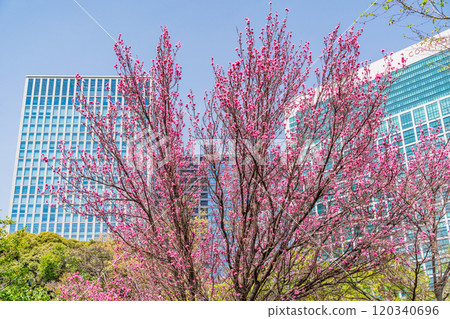 [Tokyo] Hama-rikyu Gardens, a tranquil space in Tokyo - Skyscrapers over peach blossoms 120340696