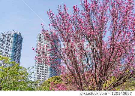 [Tokyo] Hama-rikyu Gardens, a tranquil space in Tokyo - Skyscrapers over peach blossoms 120340697