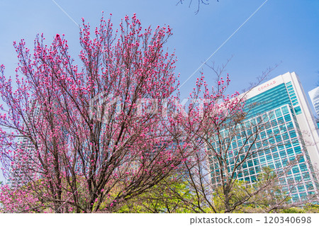 [Tokyo] Hama-rikyu Gardens, a tranquil space in Tokyo - Skyscrapers over peach blossoms 120340698