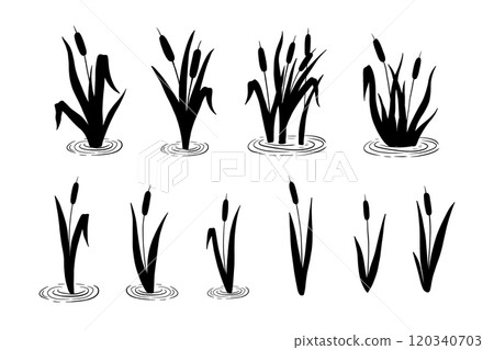 Reed plant, wetland cattail, lake grass, hand drawn silhouettes set Reed plant, wetland cattail, lake grass, hand drawn silhouettes set 120340703
