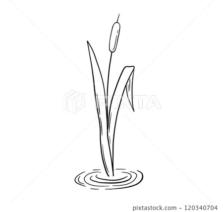 Line river reed plant in water, wetland cattail, lake grass Line river reed plant in water, wetland cattail, lake grass 120340704
