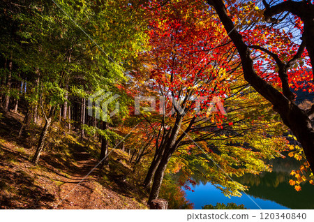Autumn leaves at Izumi Lake Park, Shimo-Suwa Town 120340840