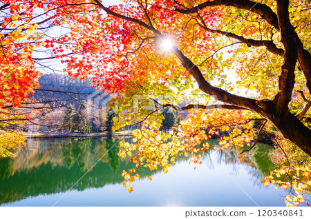 陽光照亮的和泉湖公園的秋葉 120340841