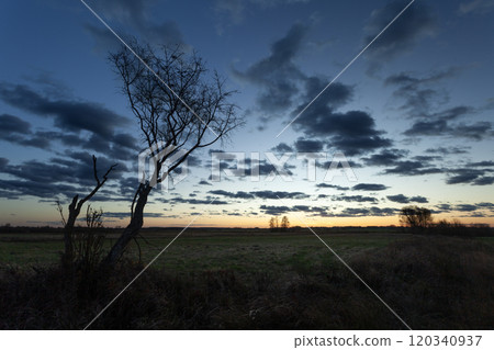 A tree without leaves against the evening sky with clouds A tree without leaves against the evening sky with clouds 120340937
