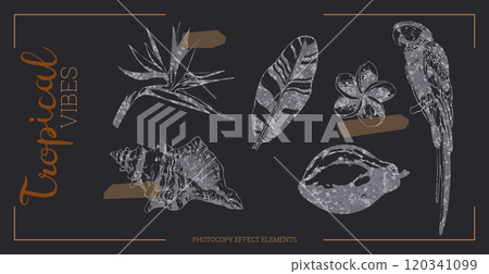 Tropical flowers and elements vector illustration 120341099
