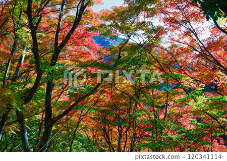 多彩的秋葉 120341114