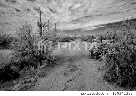 Desert Road Sonora desert Arizona in Infrared Desert Road Sonora desert Arizona in Infrared 120341355