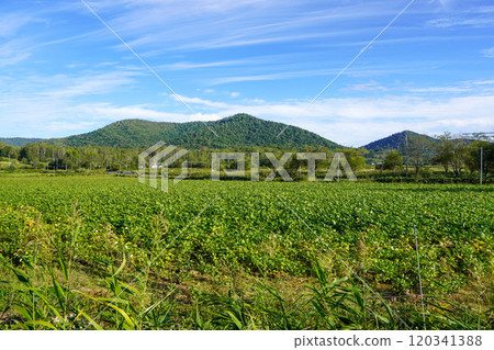北海道某處的田地（可能是豆科植物） 120341388