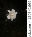 單朵百合花 120341669