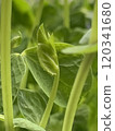 豆苗配料 120341680