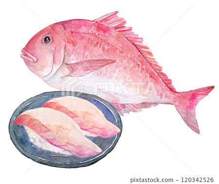 水彩插圖紅鯛魚壽司 120342526