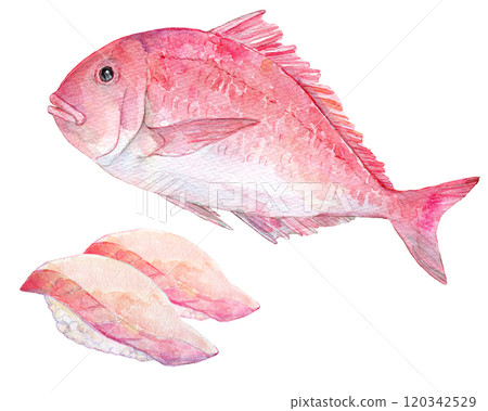 水彩插圖紅鯛魚壽司 120342529