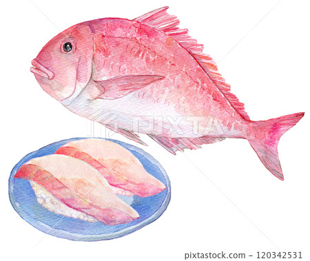 Watercolor illustration: Red sea bream sushi 120342531