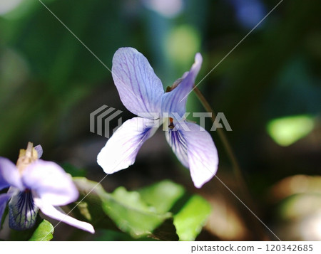 Violets blooming in the sunlight filtering through the trees 120342685
