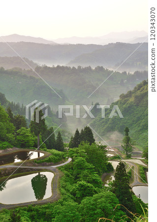 Morning rice terraces at Yamakoshi Ipponsugi (Niigata Prefecture) 120343070