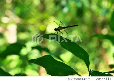 SilhouetteSilhouette 120343115