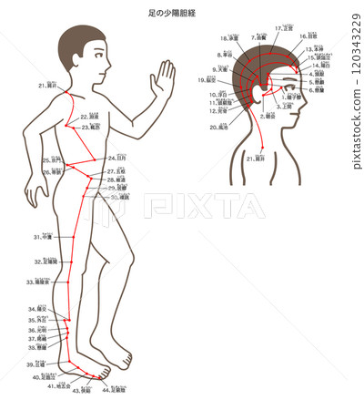 少陽膽經足部穴位圖解 120343229