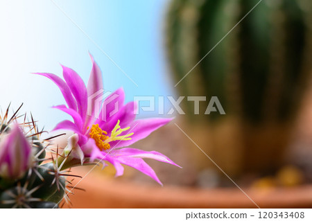 Mammillaria Schumannii cactus pink flower in full bloom. Mammillaria Schumannii cactus pink flower in full bloom. 120343408