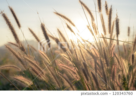 Nature background. African fountain flower blooming grass field with sunset light on background. Poaceae Grass Flowers, select focus only on some point Nature background. African fountain flower blooming grass field with sunset light on background. Poaceae Grass Flowers, select focus only on some point 120343760