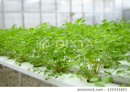 Hydroponics coriander or cilantro plant growing in greenhouse 120343863