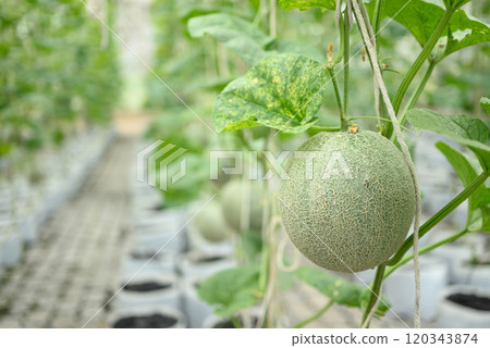 Melon fruit hanging on plant in greenhouse, Organic farm Melon fruit hanging on plant in greenhouse, Organic farm 120343874