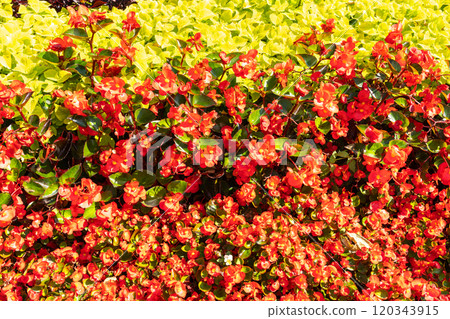 Begonia Flowers Texture Background, Street Bed Pattern, Blooming Plants on Summer Street Begonia Flowers Texture Background, Street Bed Pattern, Blooming Plants on Summer Street 120343915