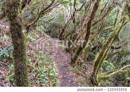 Laurel Park rural de Anaga, Tenerife lush greenery, walking paths, recreational area, local flora public park Laurel Park rural de Anaga, Tenerife lush greenery, walking paths, recreational area, local flora public park 120343958