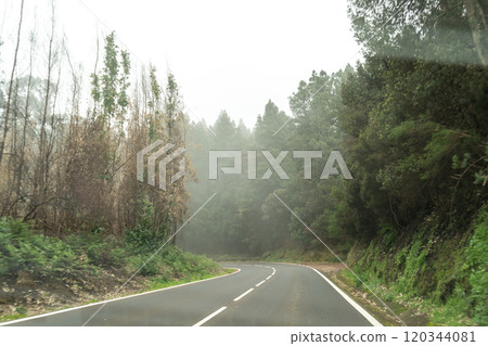 Foggy forest in mountains, mystical Tenerife road among black burnt trees, Canary pine, pinus canariensis 120344081