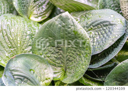 Hosta Flowers and Leaves Macro, Wet Hostas Leaf Nature Pattern, Funkia, Big Daddy Leaves, Plantain Lilies, Hosta Flowers and Leaves Macro, Wet Hostas Leaf Nature Pattern, Funkia, Big Daddy Leaves, Plantain Lilies, 120344109