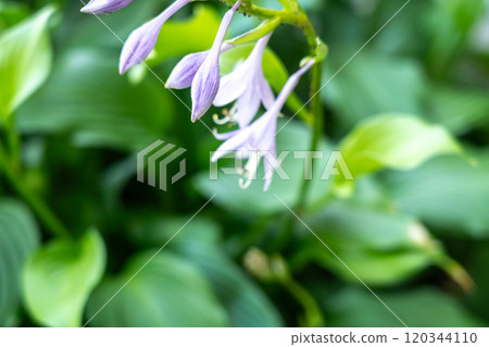 Hosta Flowers and Leaves Macro, Wet Hostas Leaf Nature Pattern, Funkia, Big Daddy Leaves, Plantain Lilies, 120344110