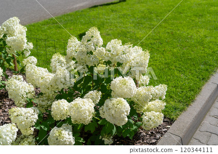 Hydrangea Flowers, Blooming White Hortensia, Hydrangea Paniculata Flower Closeup, Large Inflorescences 120344111