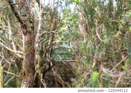 Laurel Park rural de Anaga, Tenerife lush greenery, walking paths, recreational area, local flora public park Laurel Park rural de Anaga, Tenerife lush greenery, walking paths, recreational area, local flora public park 120344112