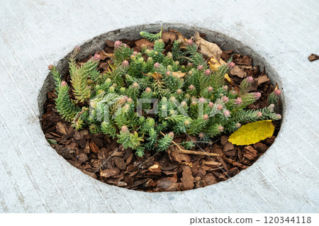 Modern Flower Pot, Street Bed, Plant Boxes Modern City Floristry, Urban Flowerbeds Design, City Flowers 120344118