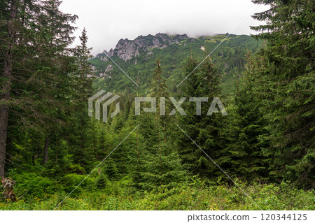 Mountain landscape, dark spruce forest in cloudy weather. High Tatras mountains of Tatra national park 120344125