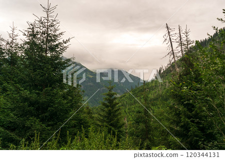 Mountain landscape, dark spruce forest in cloudy weather. High Tatras mountains of Tatra national park Mountain landscape, dark spruce forest in cloudy weather. High Tatras mountains of Tatra national park 120344131