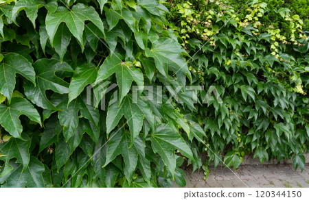 Parthenocissus green hedge, virginia crepeper foliage wall pattern, lush green victoria creeper ivy texture Parthenocissus green hedge, virginia crepeper foliage wall pattern, lush green victoria creeper ivy texture 120344150