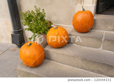 Three orange pumpkins placed on stone steps next to a green potted plant. Outdoor autumn decorations 120344151